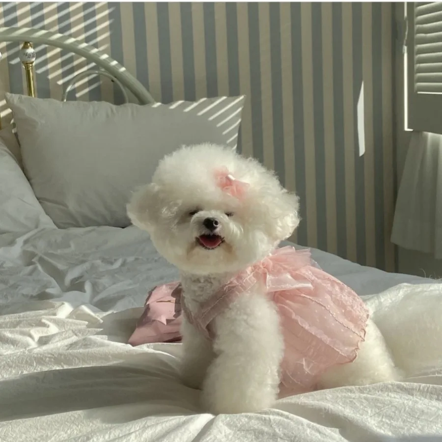 Falda de verano para mascotas, ropa de Pomerania de peluche, vestido de novia para perros pequeños y gatos, productos para mascotas - imagen 3