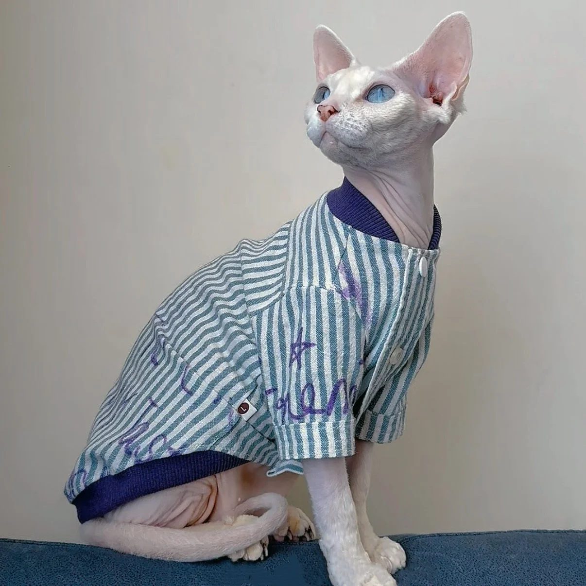 Chaqueta de béisbol algodón fino primavera para gatos Sphynx y Devon Rex