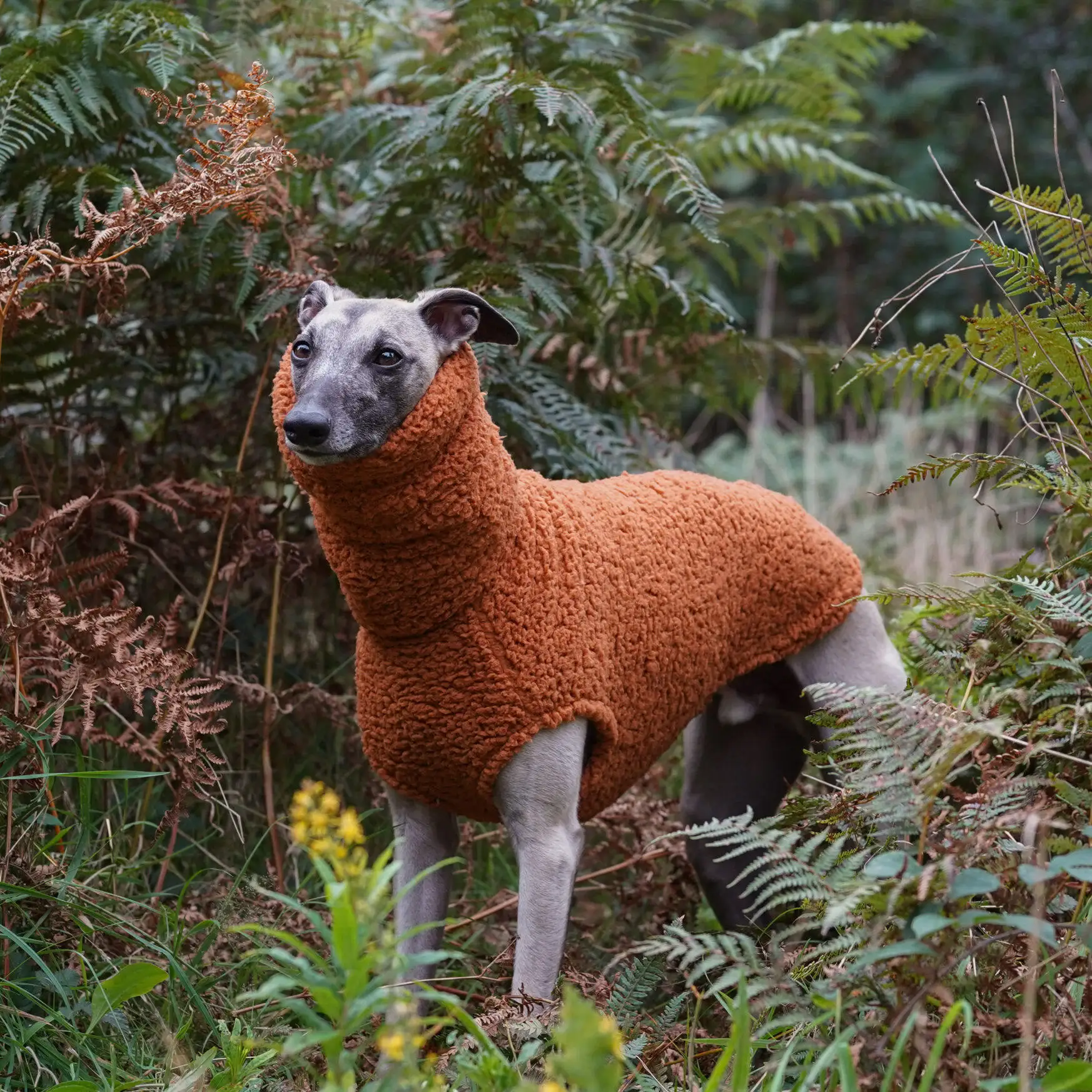Suéter de lana naranja para perros Whippet, galgo húngaro y español - imagen 3