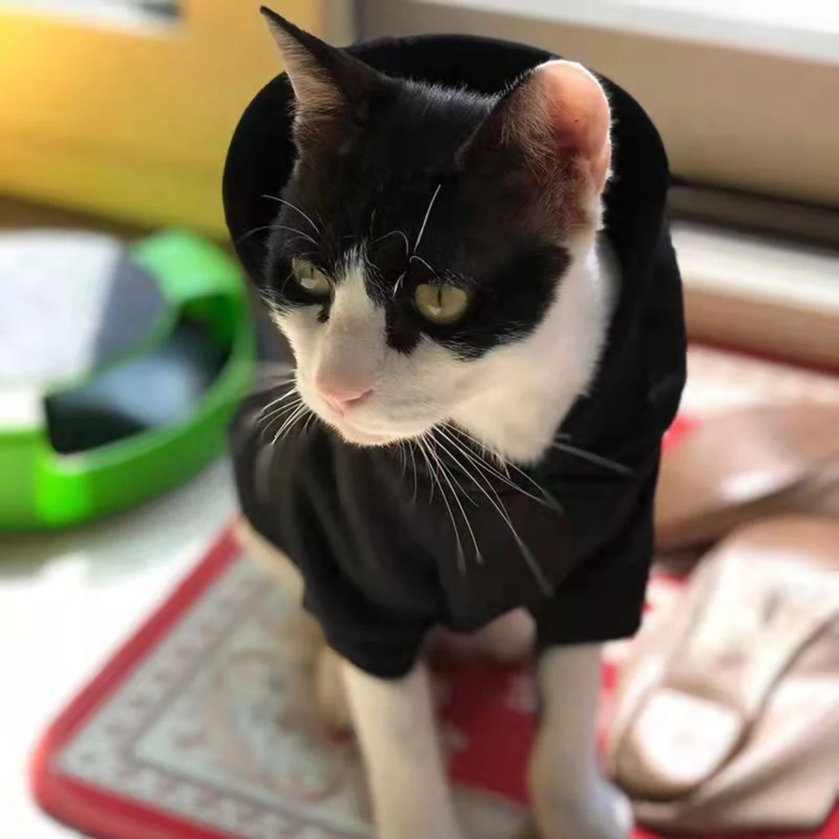 Sudaderas con capucha para cachorros y gatos, jerseys para mascotas, ropa Sphynx, disfraz de gatito, ropa para gatos pequeños, Otoño e Invierno - imagen 5