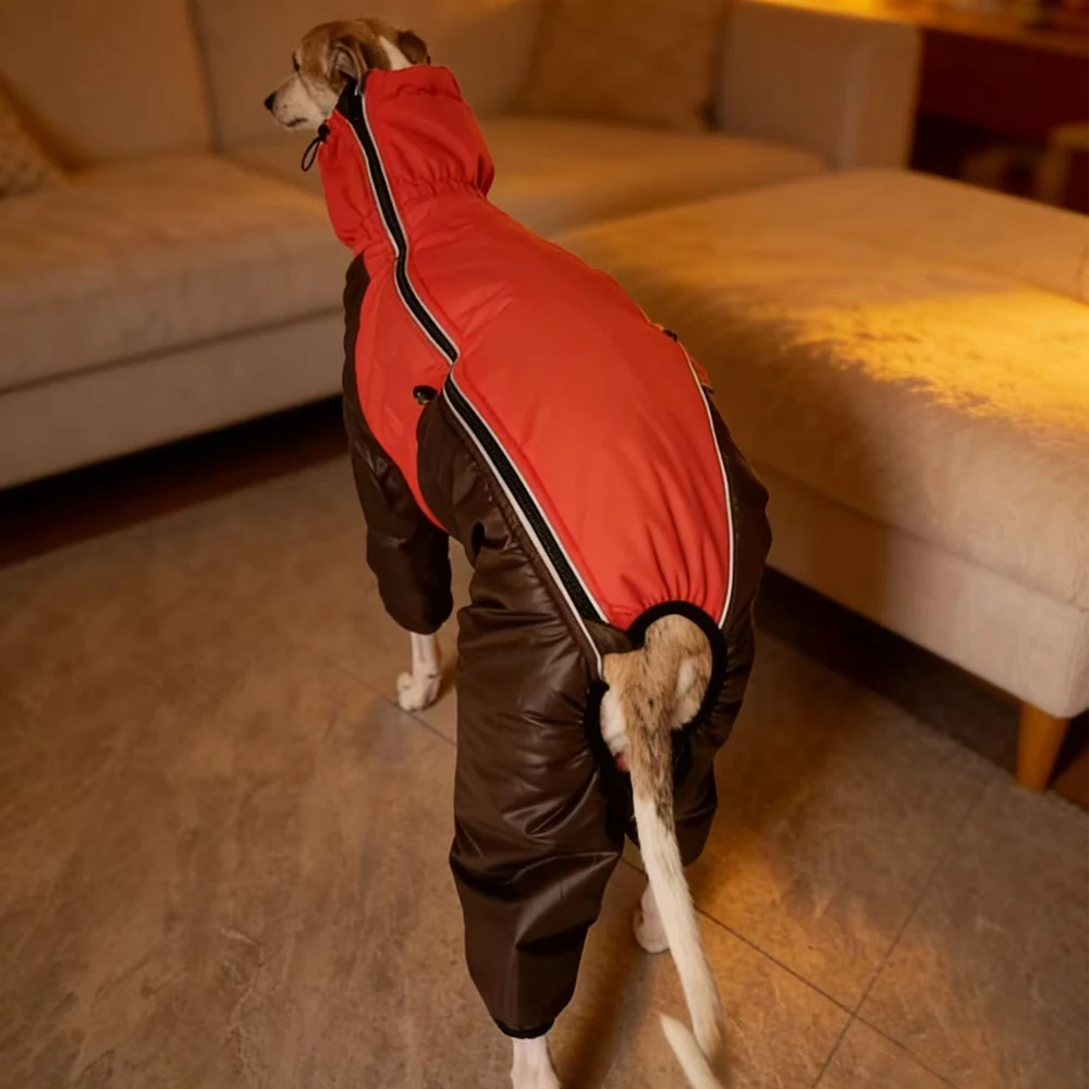Chaqueta invierno cuello alto para galgo italiano, whippet y bedlington - imagen 3