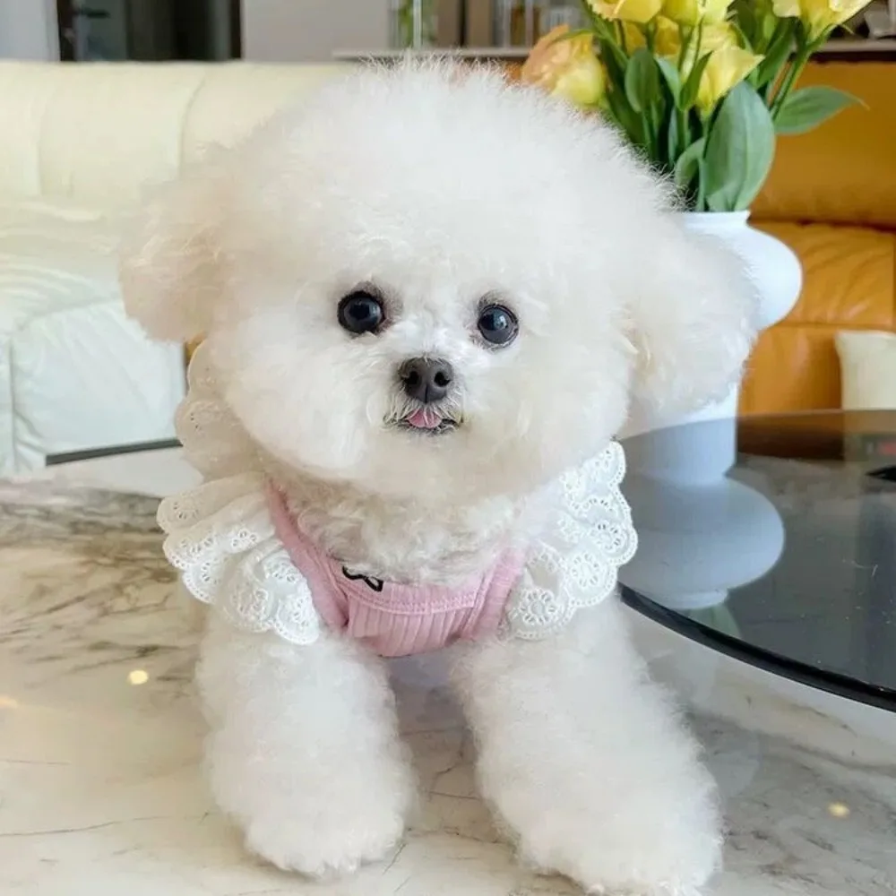 Mono para mascotas, traje de protección del vientre con mangas voladoras de encaje para primavera, oso de peluche, traje de aire acondicionado para perros y gatos, ropa para cachorros - imagen 4