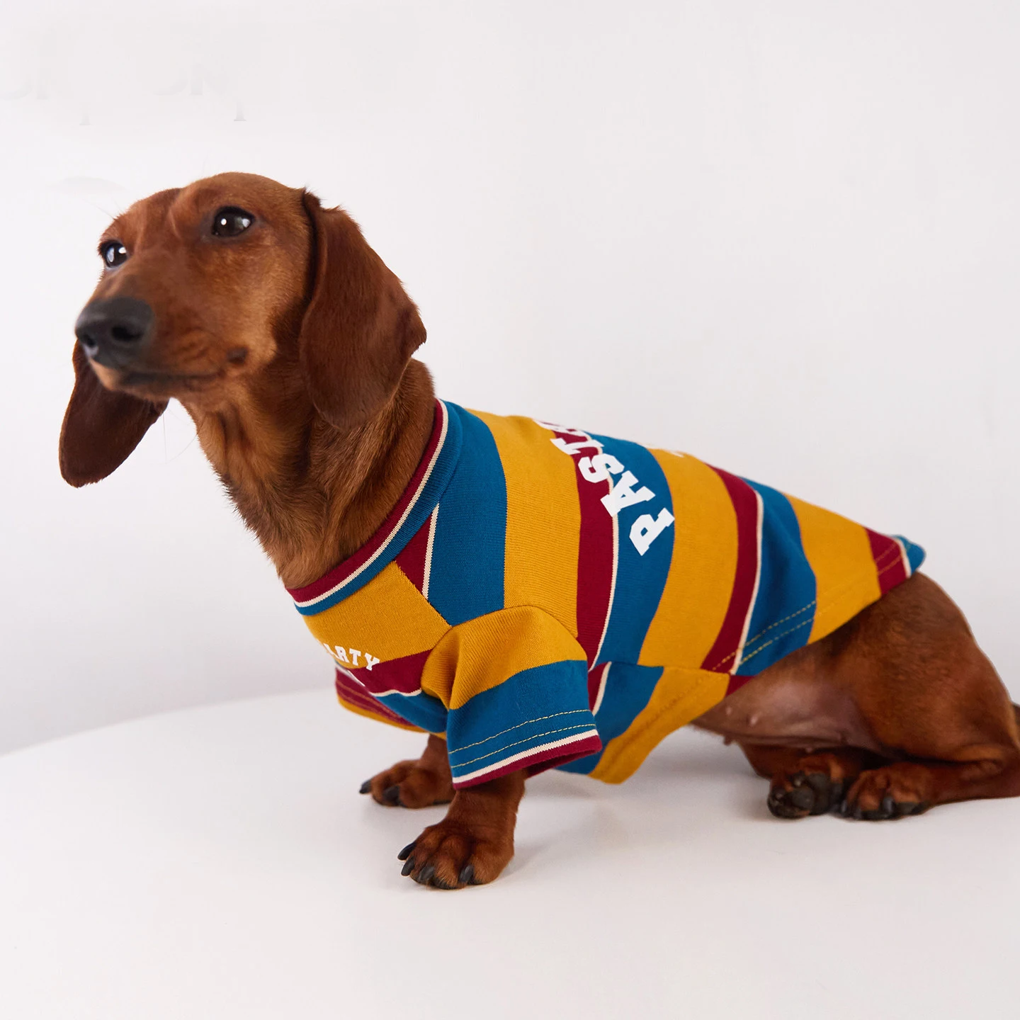 Camiseta manga larga de algodón para perros salchicha – primavera - imagen 3