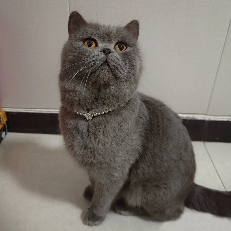 Collar de joyería para gatos y gatitos siameses, Gotas, diamantes de imitación ostentosos, Collar de perlas para mascotas, accesorios, collares Sphynx Kedi mascotas - imagen 3
