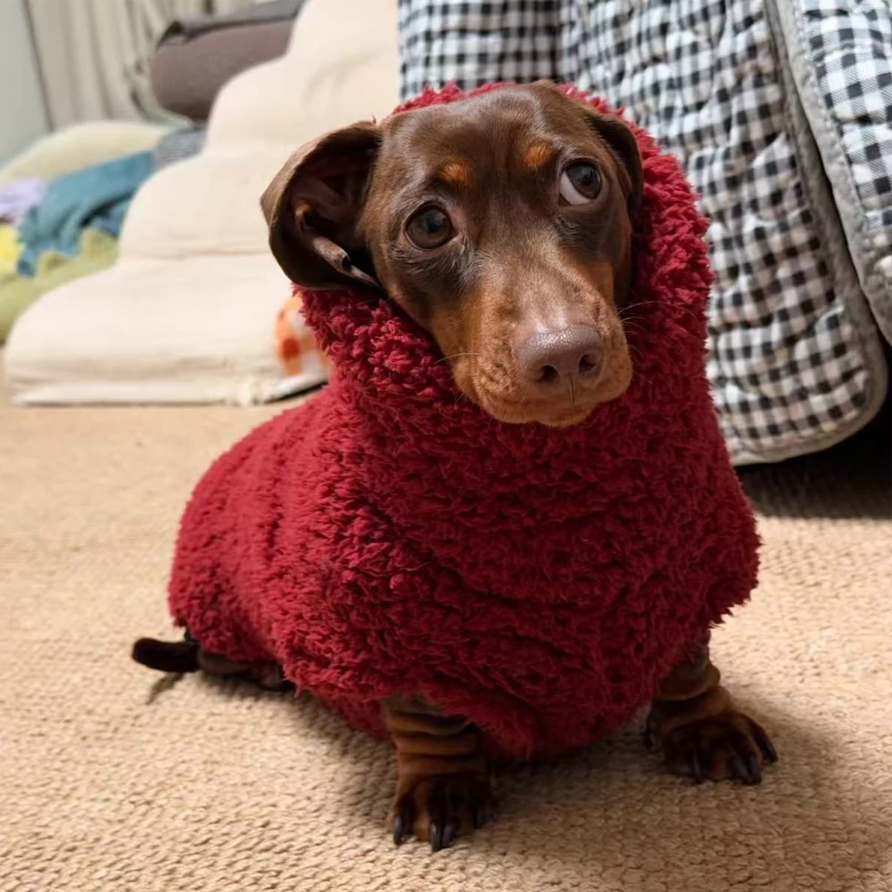 Abrigo rojo de cuello alto para perros dachshund - Chaqueta cálida - imagen 2