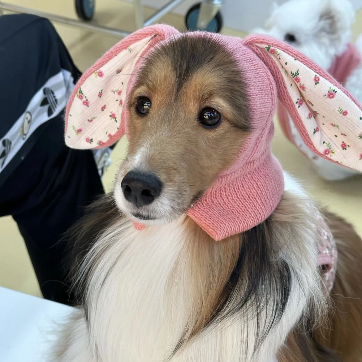 INS-gorro de punto con orejas de conejo para mascota, cubierta cálida de invierno, decoración de gato y perro, accesorios para perros pomerianos - imagen 5