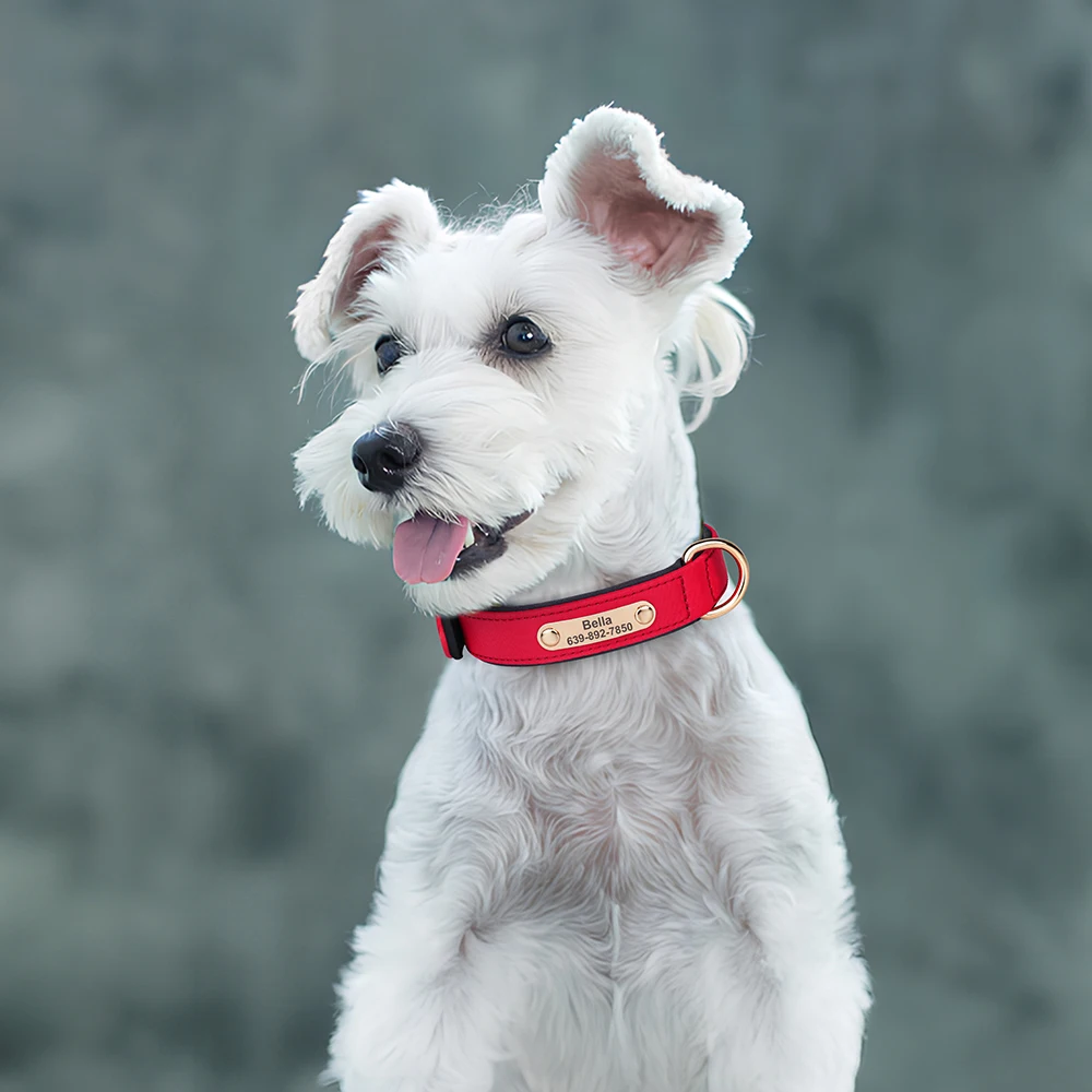 Collar de perro personalizado, collares acolchados suaves para cachorros, Collar de nailon impermeable para mascotas, transpirable para perros pequeños y medianos, Chihuahua - imagen 5