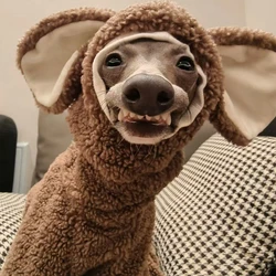 Ropa para perros: capucha y orejas de conejo para galgo italiano