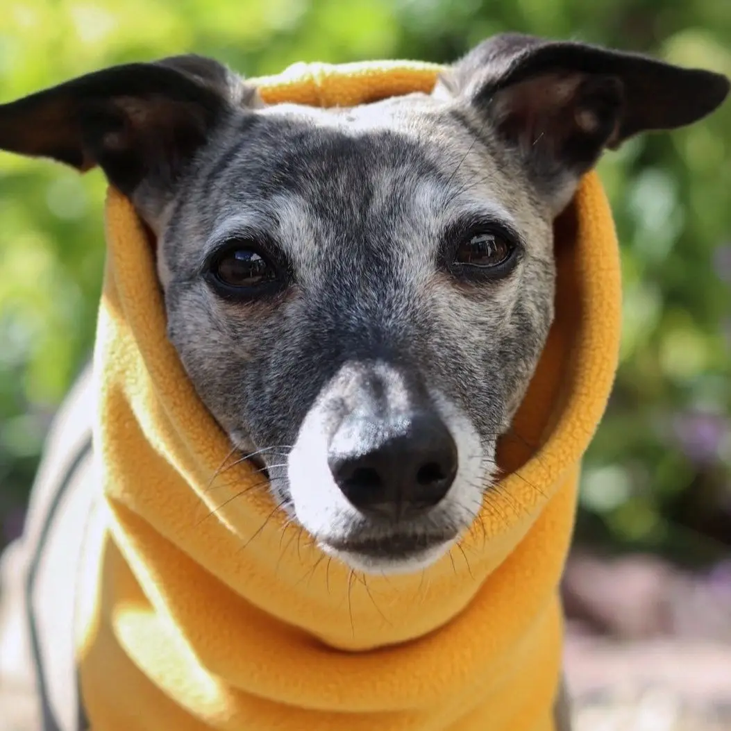Jersey forro polar cuello alto para perros Galgo y Whippet - imagen 2