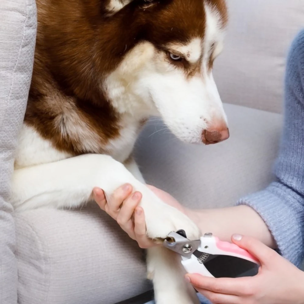 Cortaúñas para perros y gatos, cortaúñas para dedos de los pies, tijeras recortadoras, herramientas de aseo para animales, gatos, perros, conejos, suministros para mascotas - imagen 2