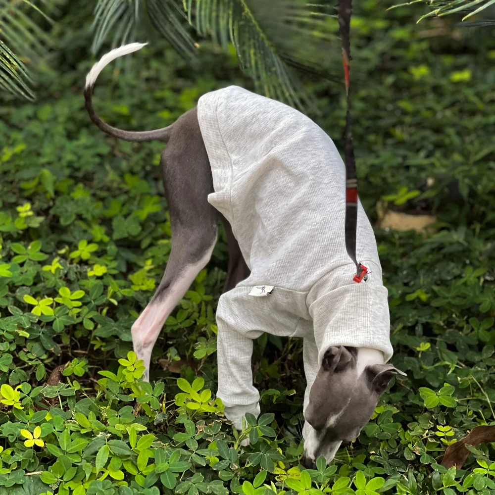 Camiseta gris claro elástica de algodón con cuello alto para Little Greyhound Whippet, mangas con volantes, abrigo de primavera, disfraz dulce para perro medio - imagen 4