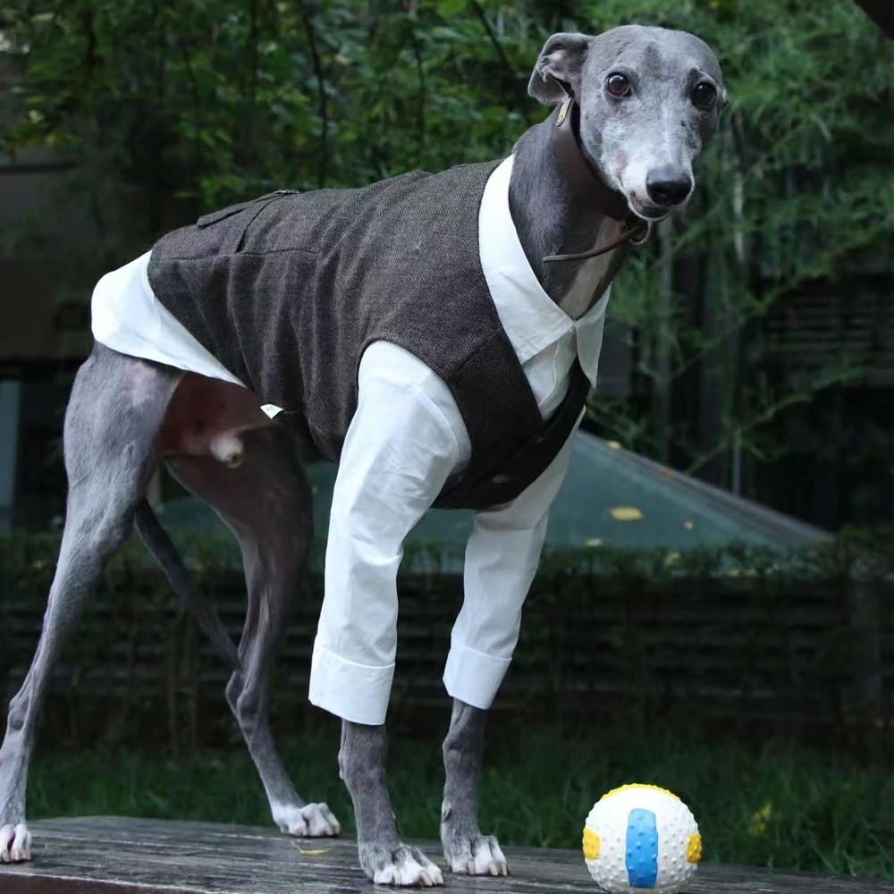 Traje de caballero de otoño, camisa blanca, traje gris, chaleco para Whippet Bellington, Blusa de algodón, Weskit para galgo en fiesta de boda