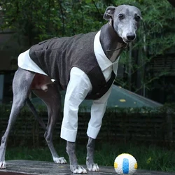 Traje formal para Galgo y Whippet – Chaqueta con camisa blanca