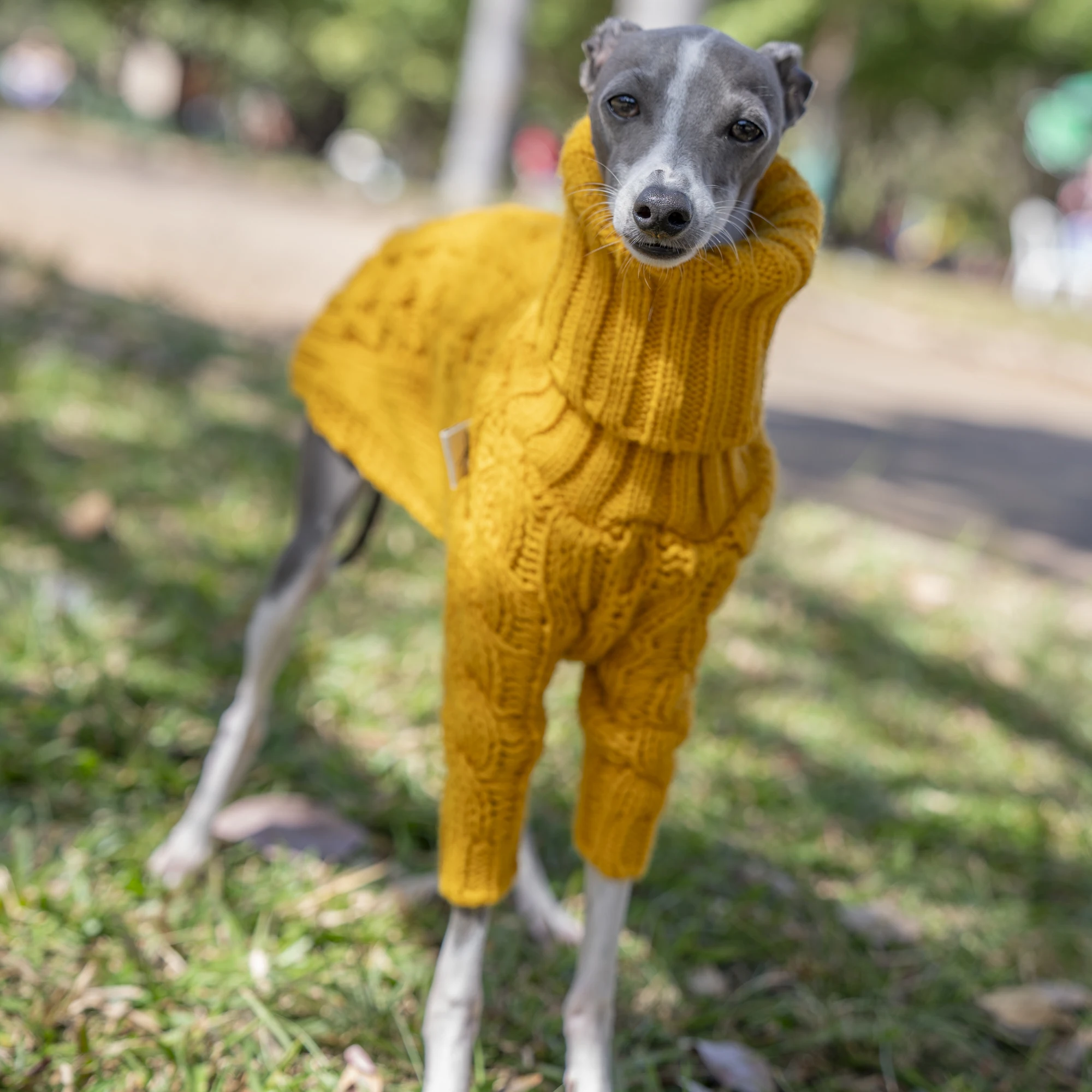 Suéter cálido de otoño para mascotas, ropa elegante de cuello alto para galgo italiano, ropa Whippet - imagen 4