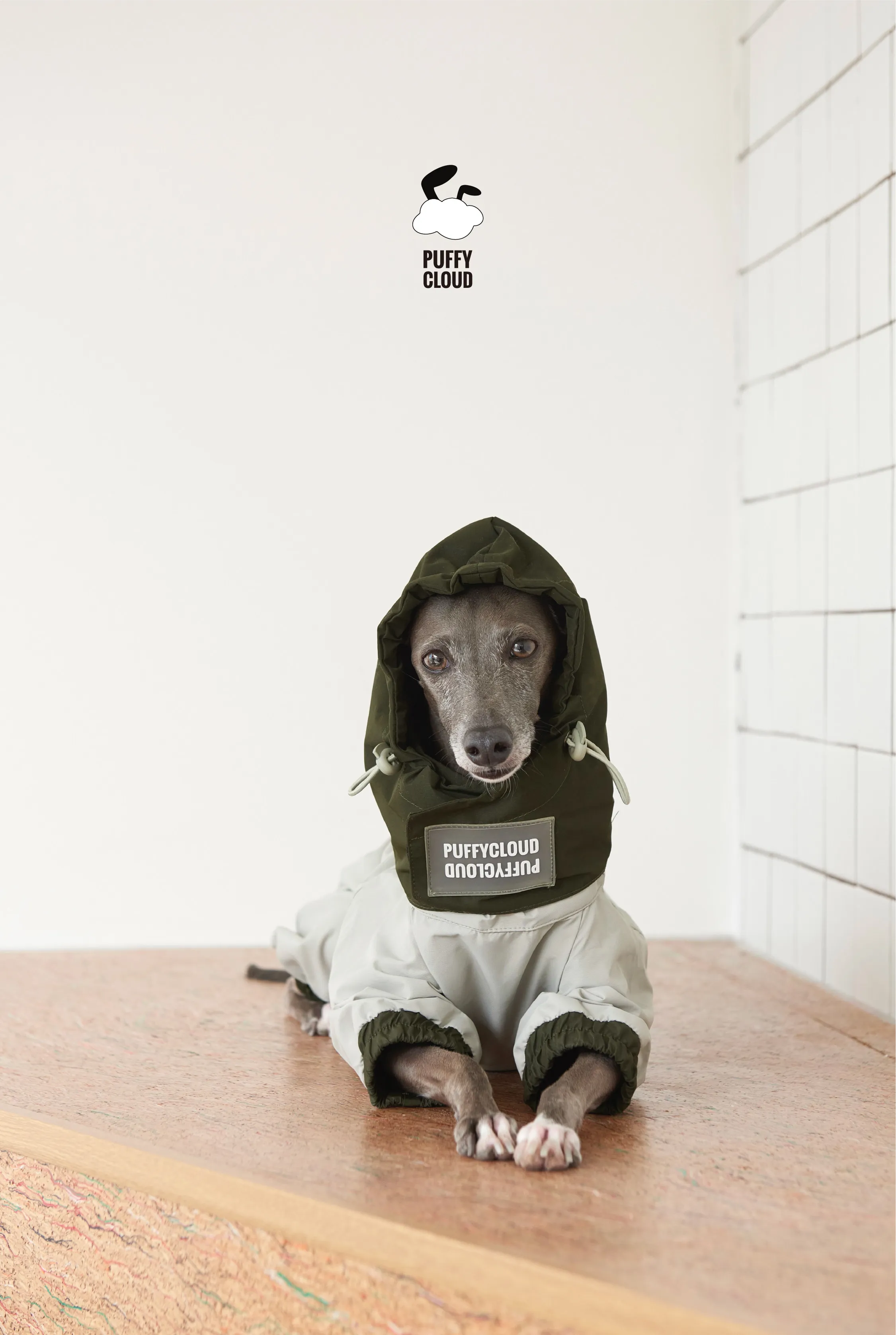 Perro usando la chaqueta en posición de reposo