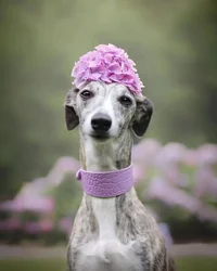 Collar ancho para galgo italiano - Cuello cómodo para perro