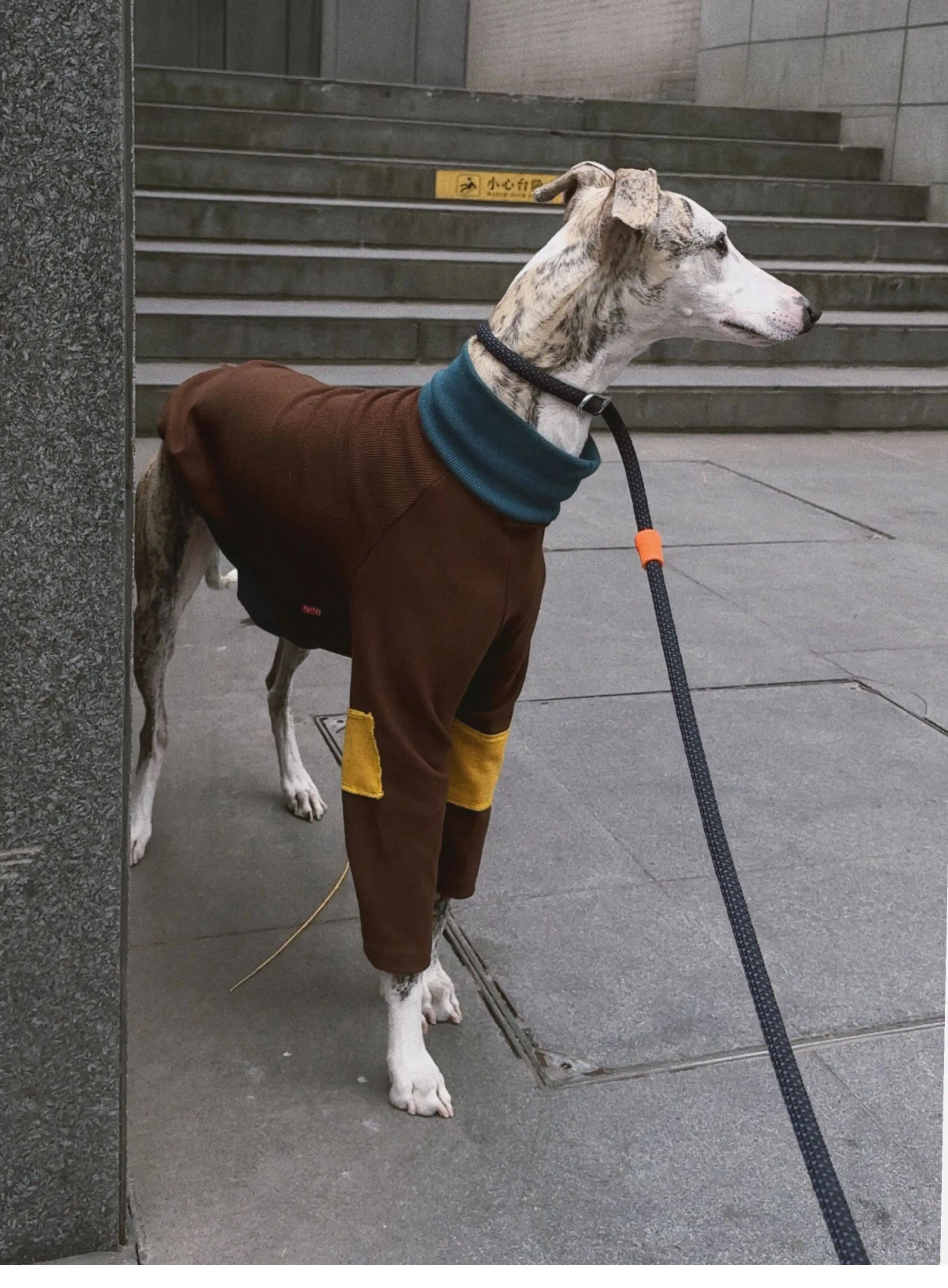 Cachorro con prenda ABQP 2