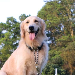 Collar de nylon trenzado para perro grande – resistente y duradero