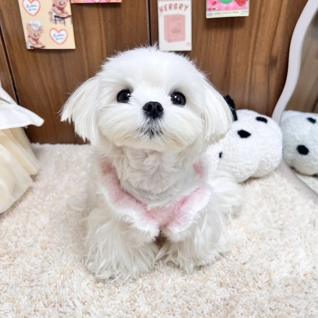 Jersey de punto para perros y gatos – Cálido para otoño e invierno - imagen 5