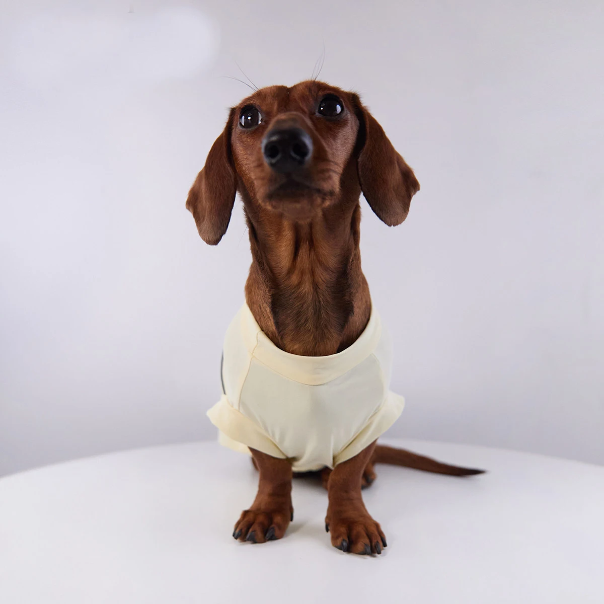 Camiseta fresca para Dachshund – Tela elástica primavera-verano - imagen 5