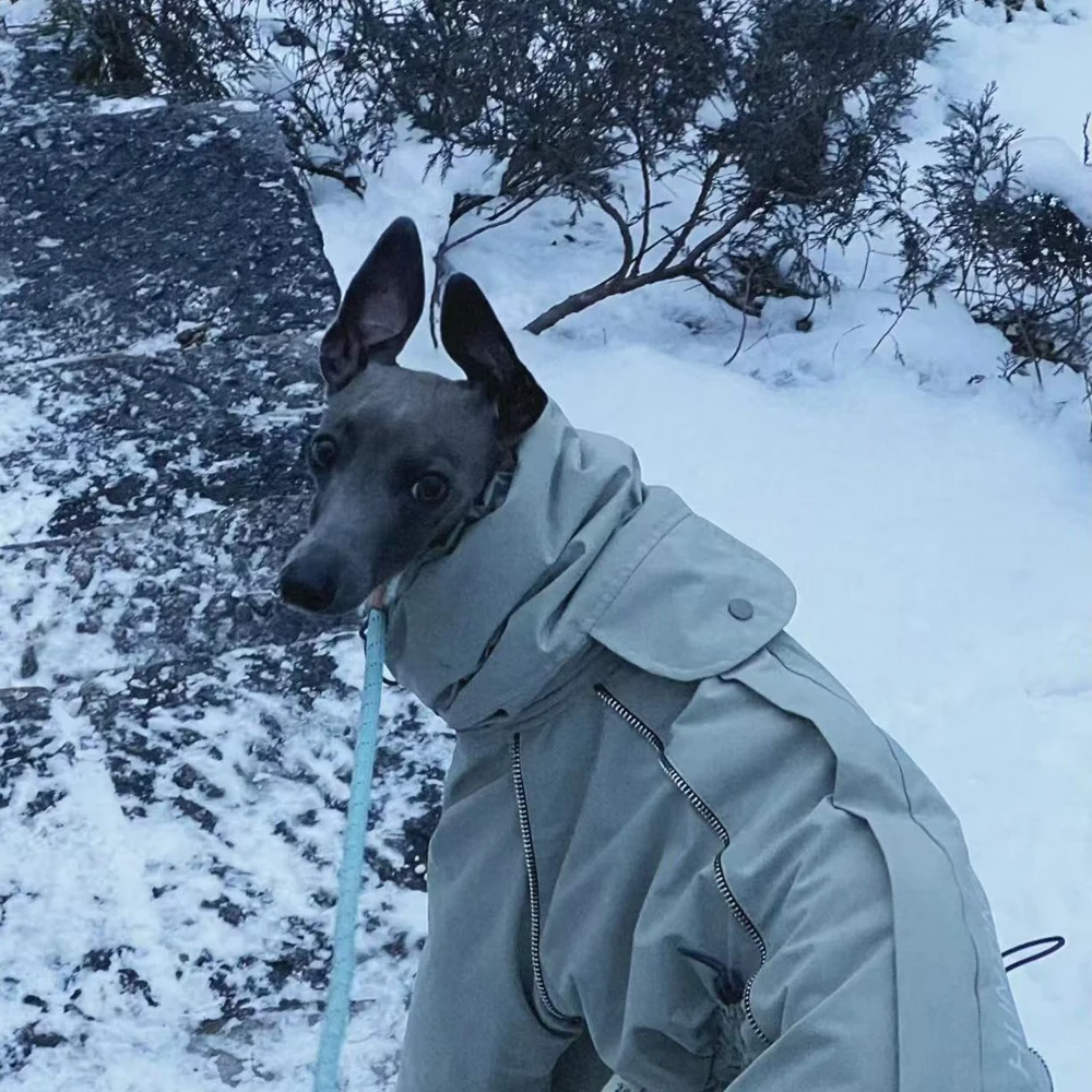 Abrigo reflectante para Whippets y perros pequeños – Cálido e impermeable - imagen 3