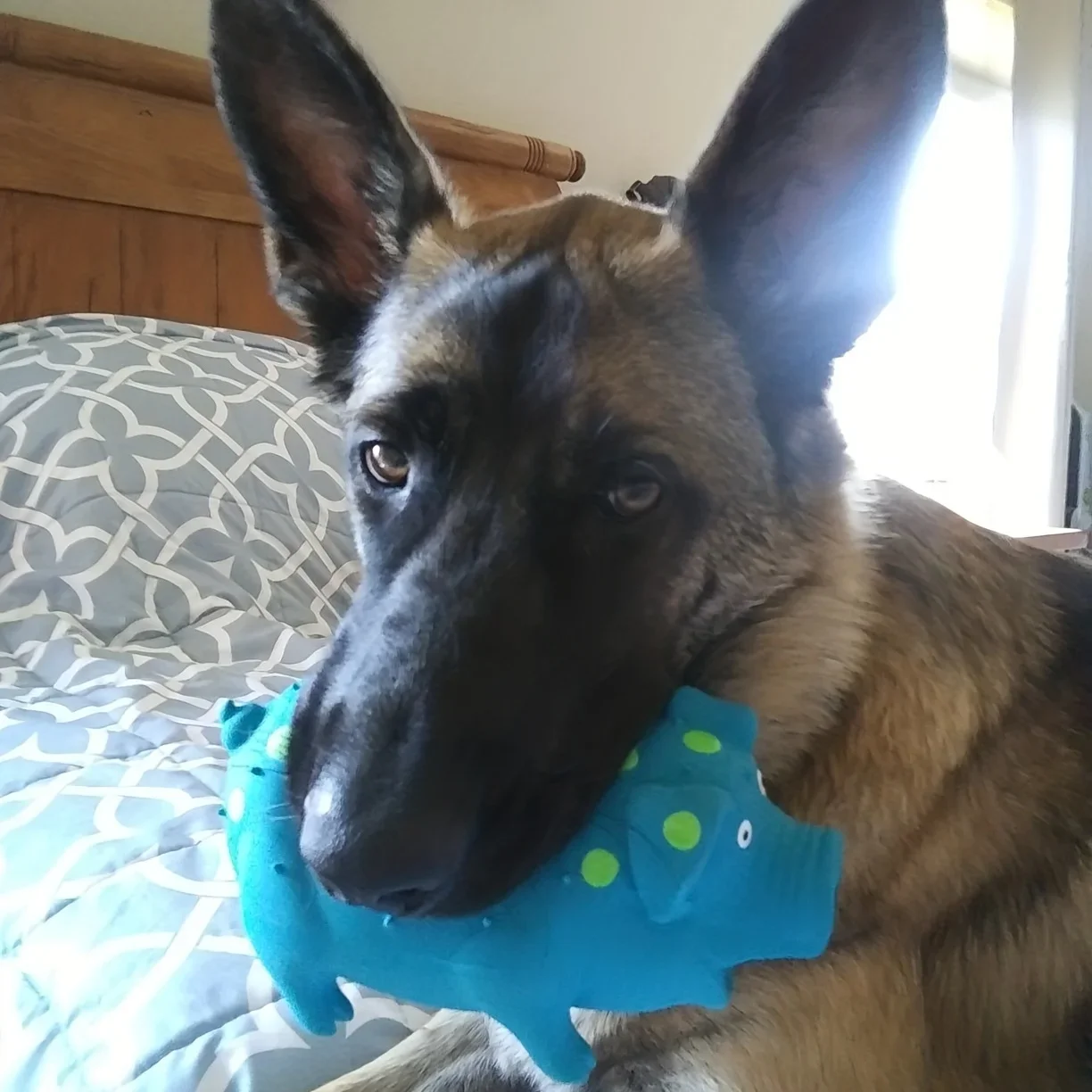 Juguete de látex Natural para perro, mordedor con lunares en forma de cerdo para Limpieza de dientes, accesorios para cachorros, 1 unidad - imagen 2