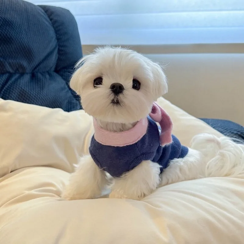 Ropa de moda para perros, bufanda cálida de invierno, suéter bonito para perros, abrigo de punto, suéter Marzis Pomerania, ropa para gatos y cachorros - imagen 2