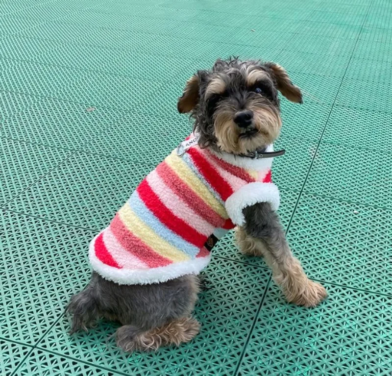 Ropa de lana en perro pequeño