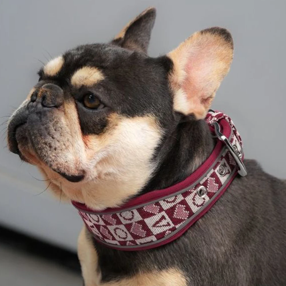 Collar moda reflectante para perros grandes: bulldog francés y pug