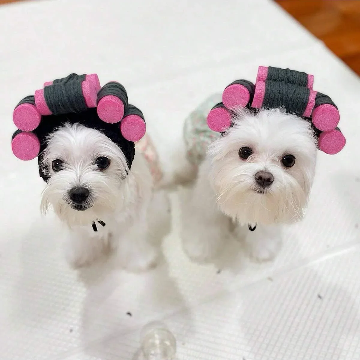 Gorro rizado divertido para mascotas, adecuado para gatos y perros, accesorios ajustables para Halloween y Navidad, 1 ud. - imagen 4