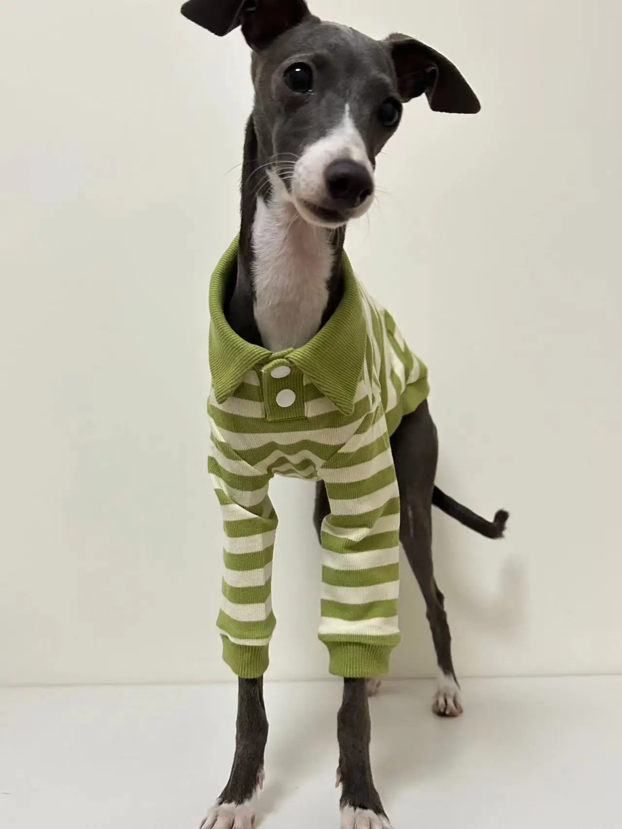 Camisa POLO de algodón puro para perros, ropa elástica para perros galgo italiano Whippet Bellington, rayas verdes, otoño e invierno - imagen 2