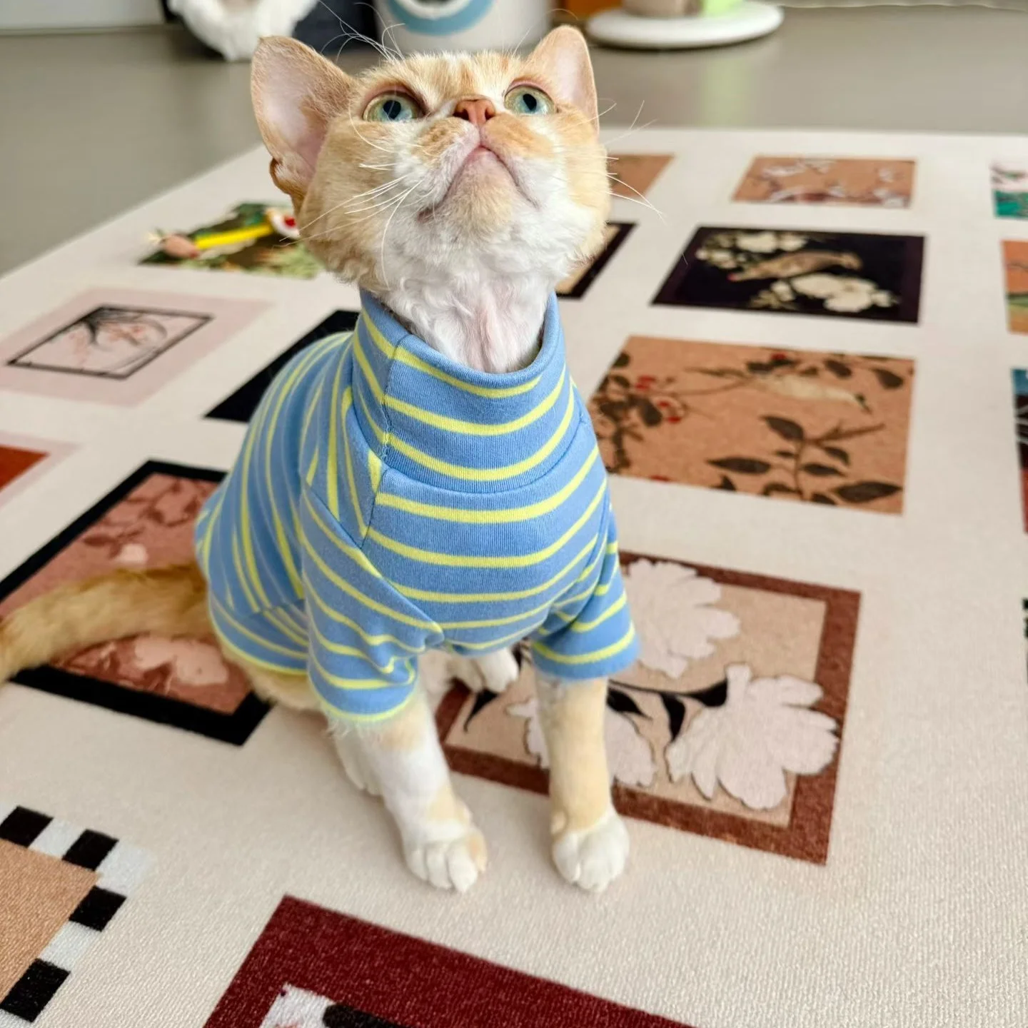 Pijamas de invierno para gatos Sphynx y Devon Rex con cuello alto - imagen 2