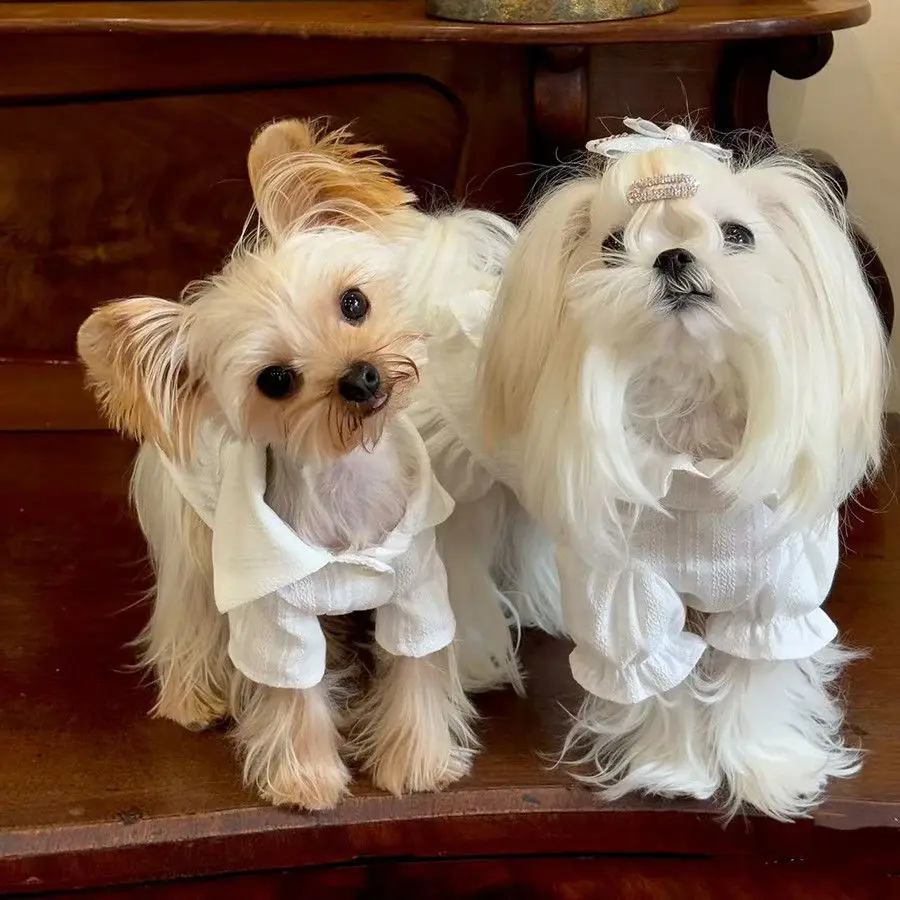 Conjunto de camisa y falda para perro con ribete de encaje, poliéster transpirable para primavera y verano, trajes de pareja a juego para cachorros Chihuahua Yorkshire - imagen 2