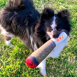 Juguetes chirriantes de peluche para perros - divertidos y resistentes