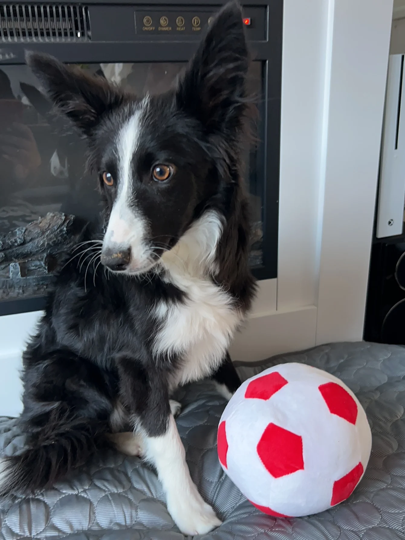 Juguete peluche balón fútbol con ventosa para perros pequeños y medianos - imagen 2