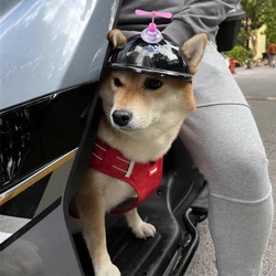 Casco y gafas de protección solar para perros pequeños y medianos