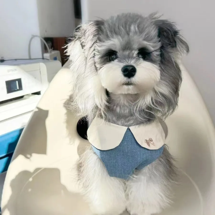 Gato perro primavera Denim Flip Collar bordado falda de encaje perro ropa para mascotas ropa para cachorros maltés chaleco para perros - imagen 3