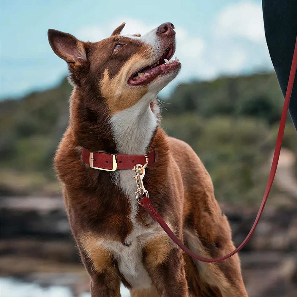 Juego de Collar y correa de cuero auténtico para perros, collares de cuero ajustables, cinturón de plomo para perros pequeños, medianos y grandes, duraderos - imagen 5
