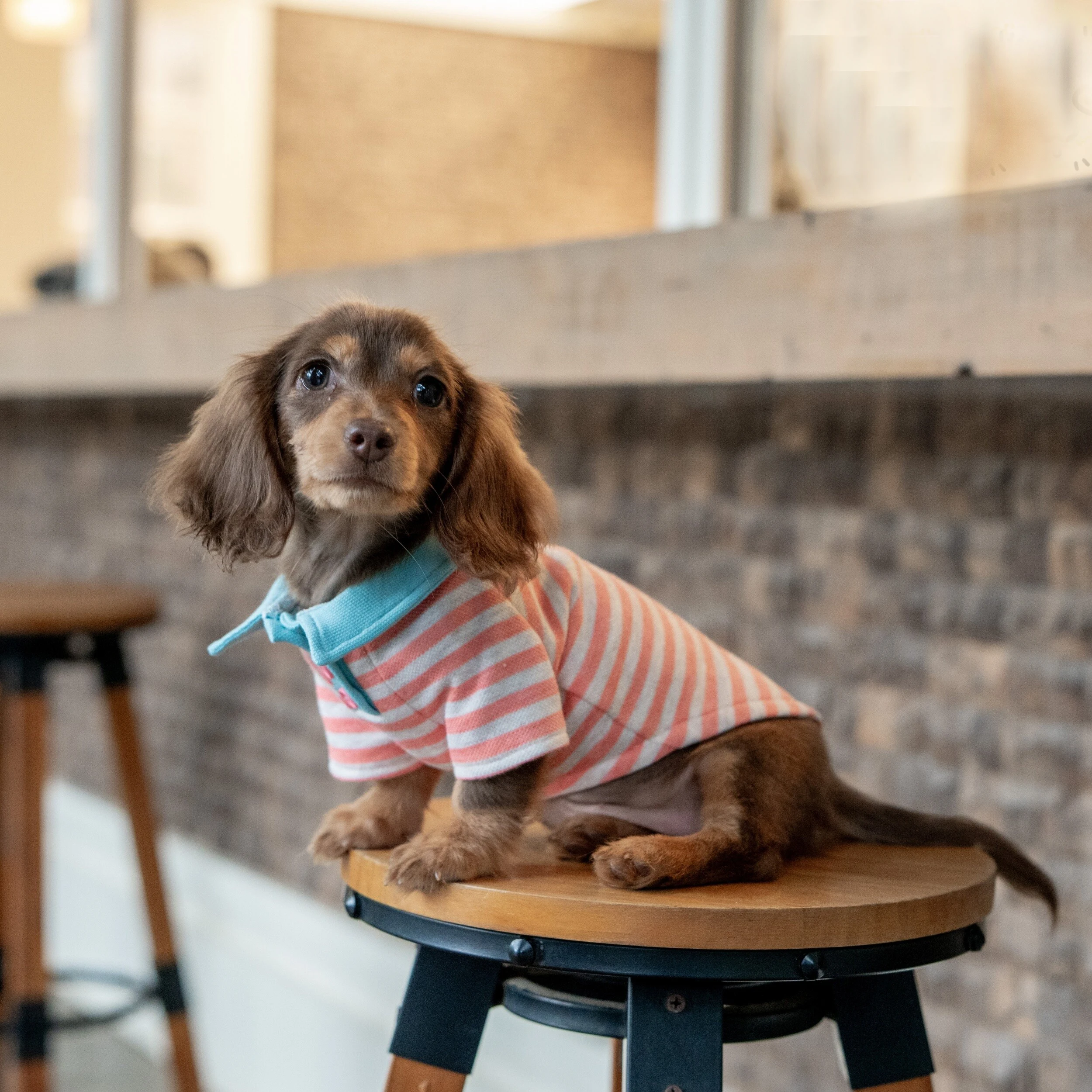 Pijamas a rayas de primavera para perros - Ropa cómoda para Dachshund - imagen 5