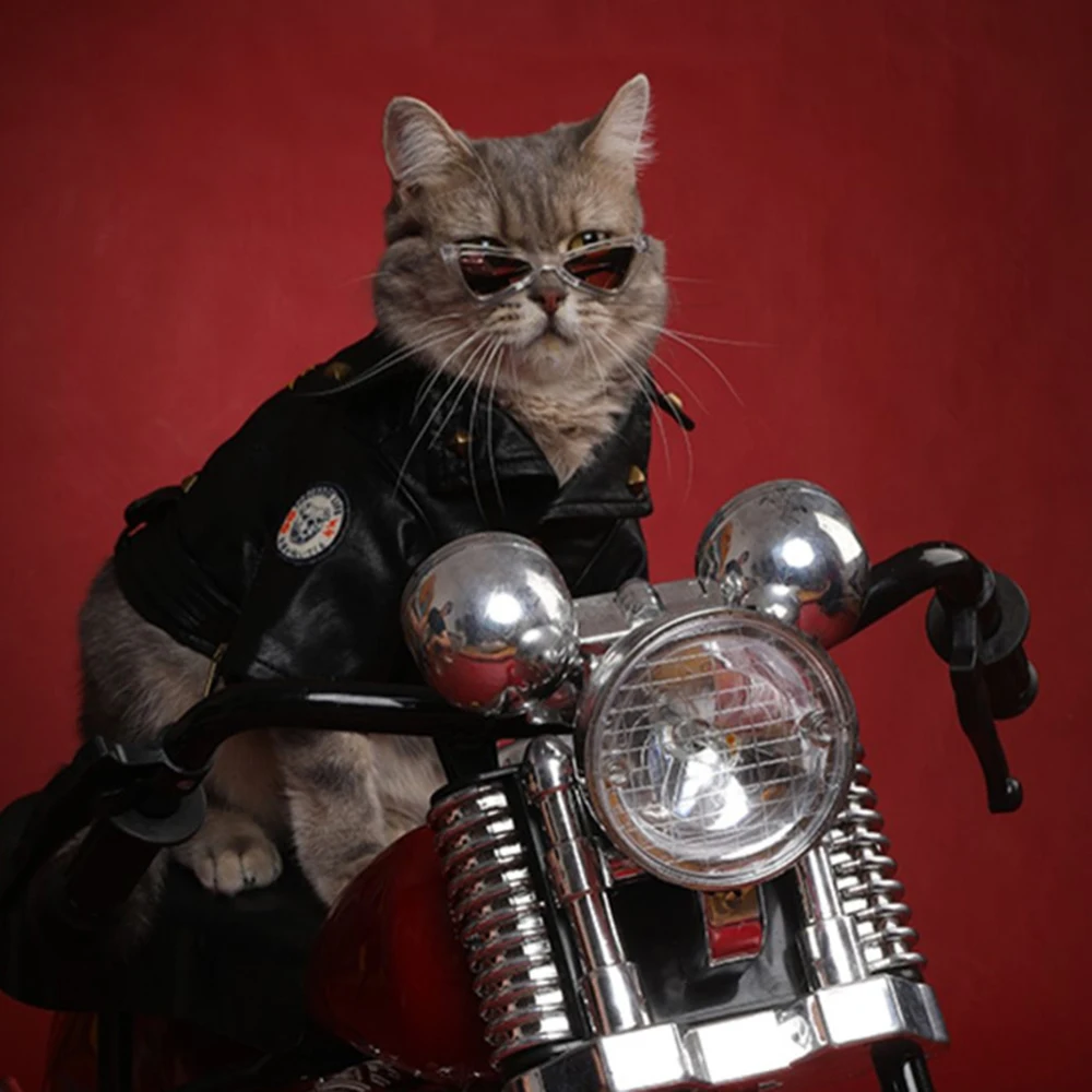 Impresionantes gafas de sol para gatos y perros pequeños, gafas persas para cachorros, suministros de viaje al aire libre, accesorios para gatos - imagen 4