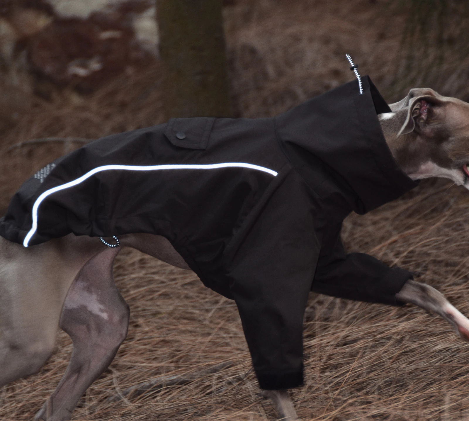 Chaqueta impermeable para perros pequeños y medianos tipo Whippet - imagen 5