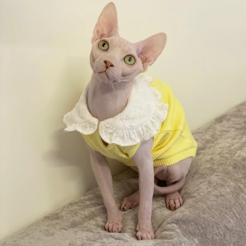 Ropa para una gata en primavera amarillo verano rosa camiseta de algodón dulce sin mangas con cuello de encaje para Devon Rex Hairless Cat Producto - imagen 4