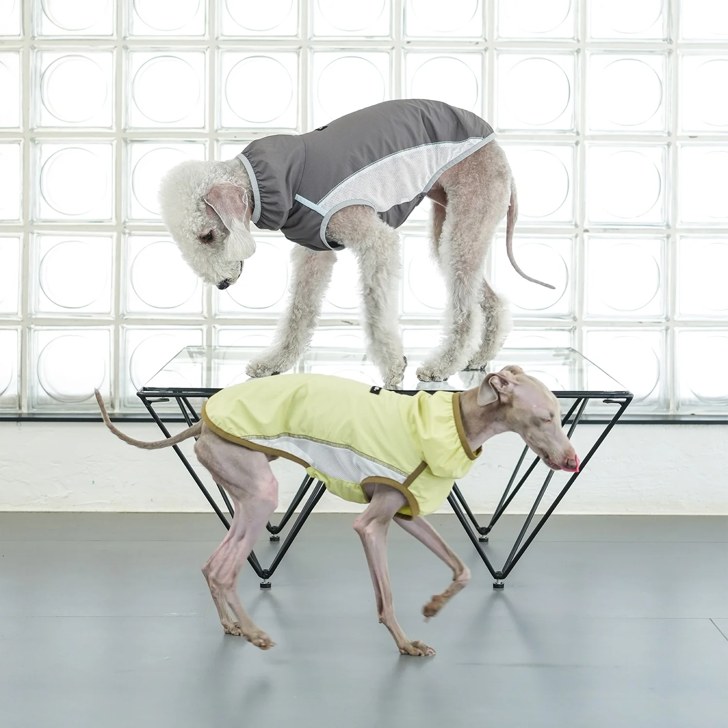 Chaleco protector solar transpirable de verano azul UPF50 + para perros, camiseta enfriadora de malla verde claro para galgo italiano en primavera - imagen 3