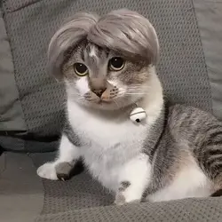 Peluca plateada para perros y gatos – Accesorio para fiestas y cosplay