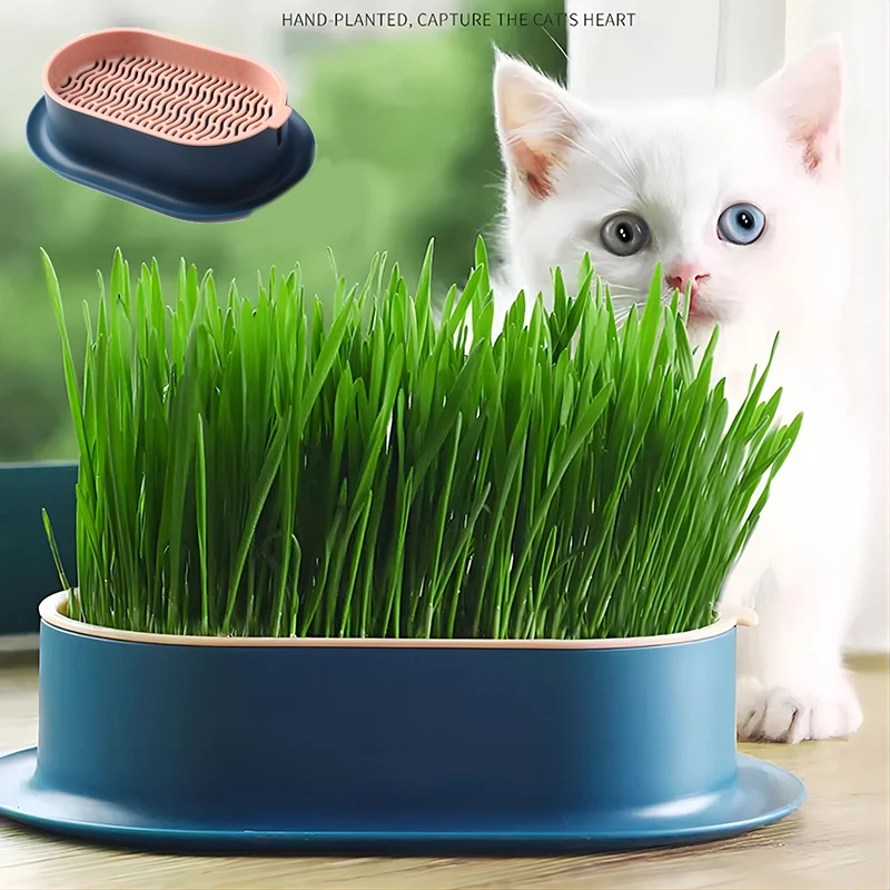 Plato de germinación de hierba para gato, Caja de cultivo para invernadero, planta hidropónica