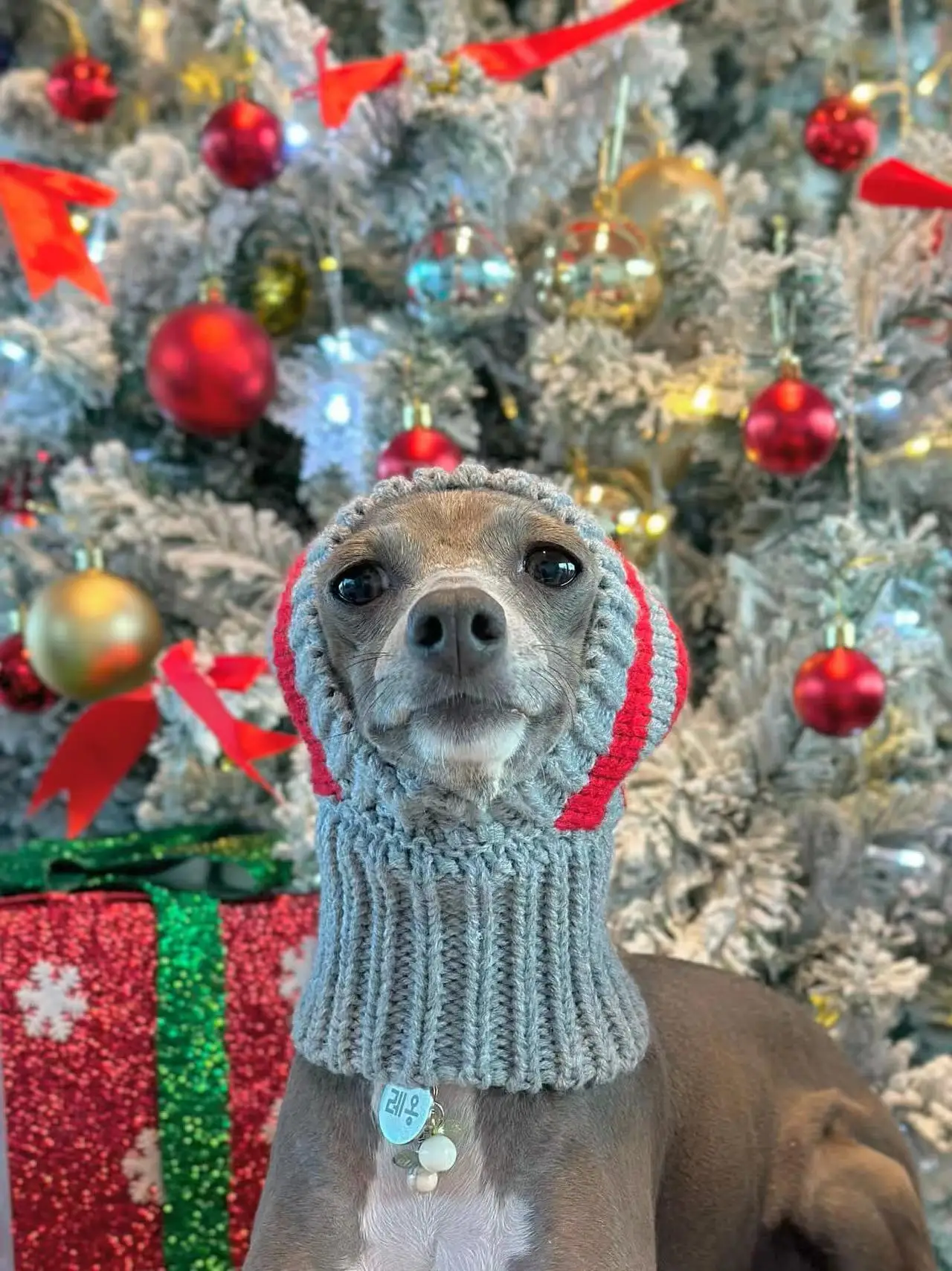 Gorro cálido para perro con bola de rayas, galgo italiano, lana Whipple, invierno