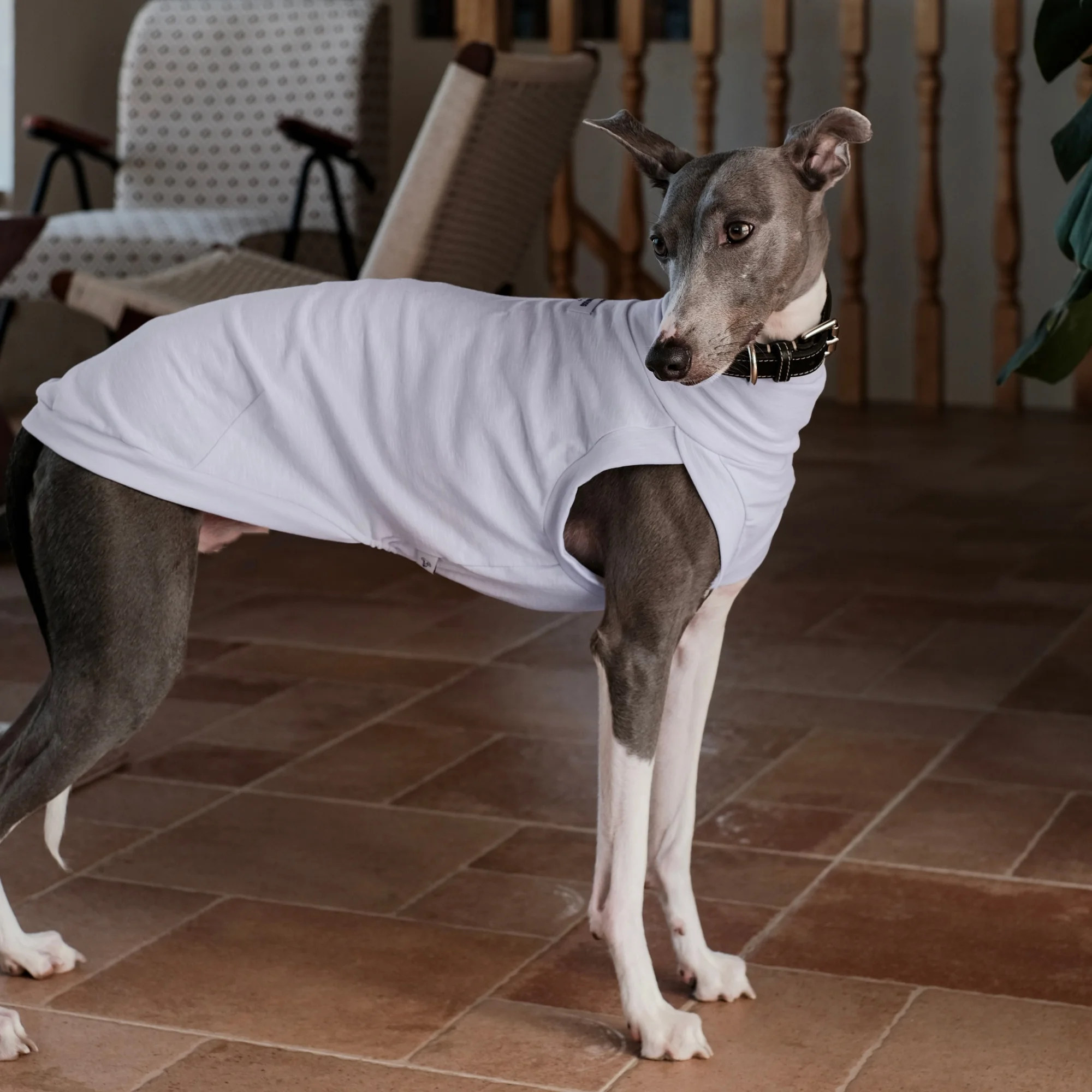 Chaleco verano transpirable para Galgo Italiano y Whippet – Algodón suave - imagen 2