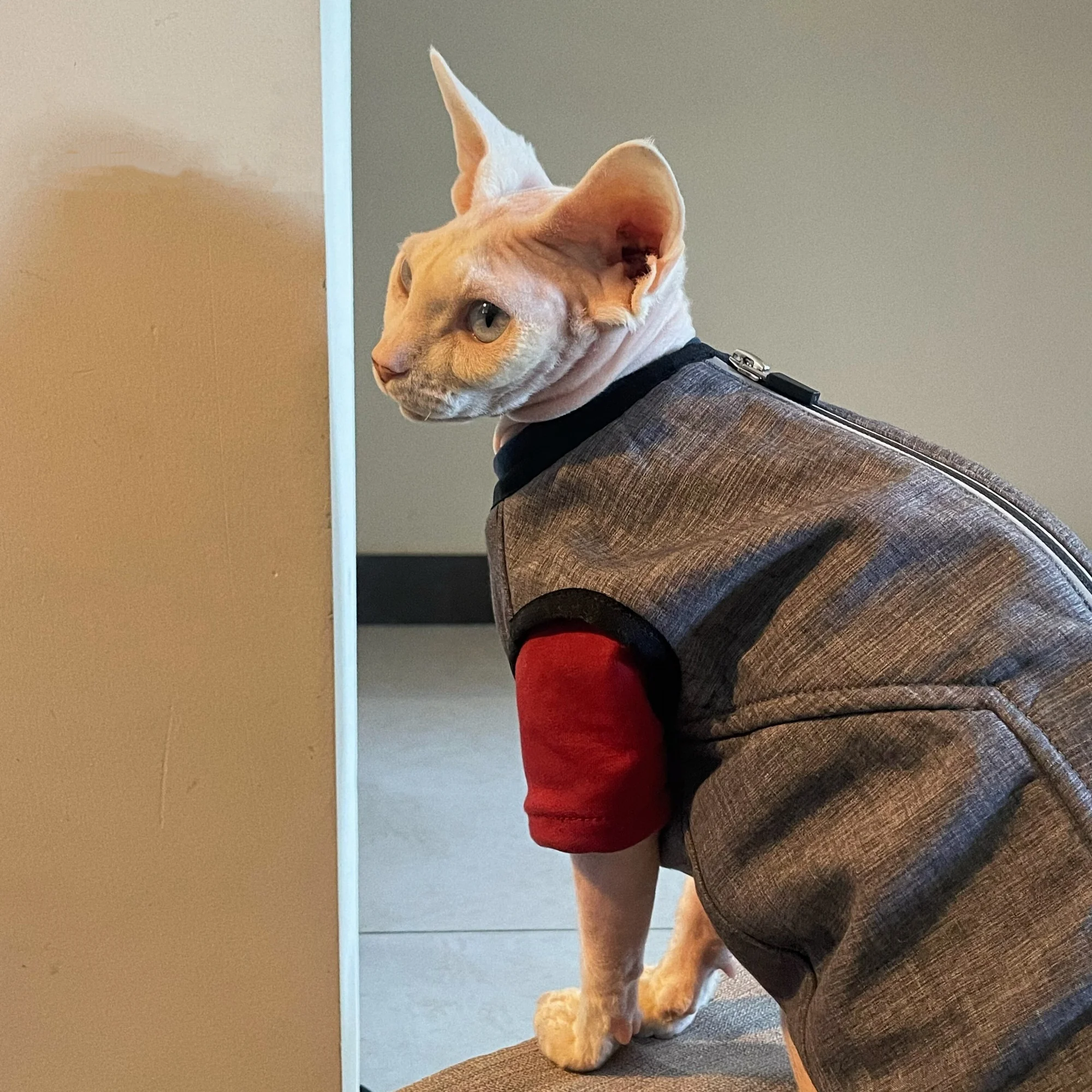 Chaqueta de lana gris a la moda para gato esfinge, abrigo cálido de invierno para gato sin pelo, chaleco grueso de manga corta para gatitos - imagen 4