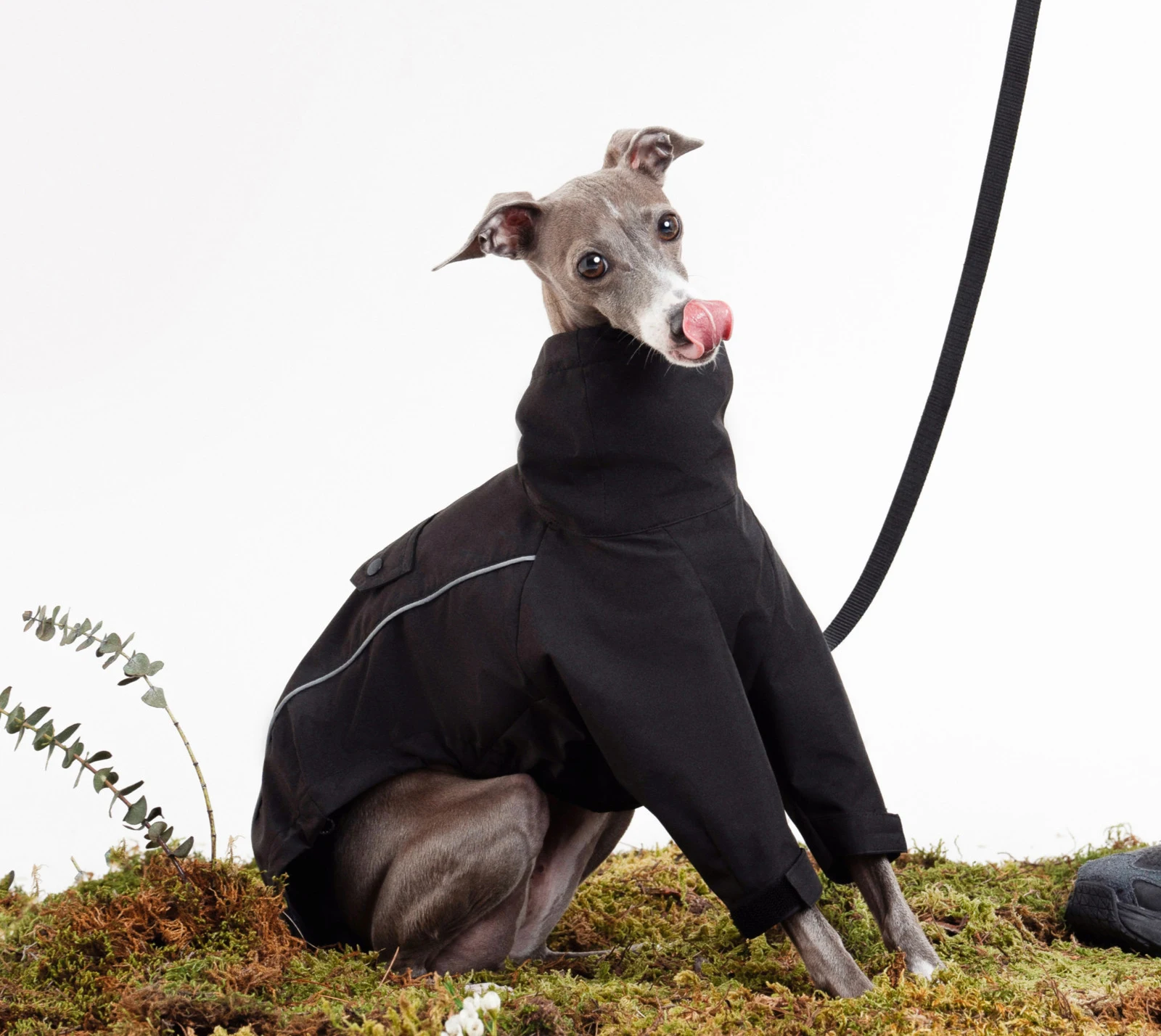 Chaqueta impermeable para perros pequeños y medianos tipo Whippet - imagen 2