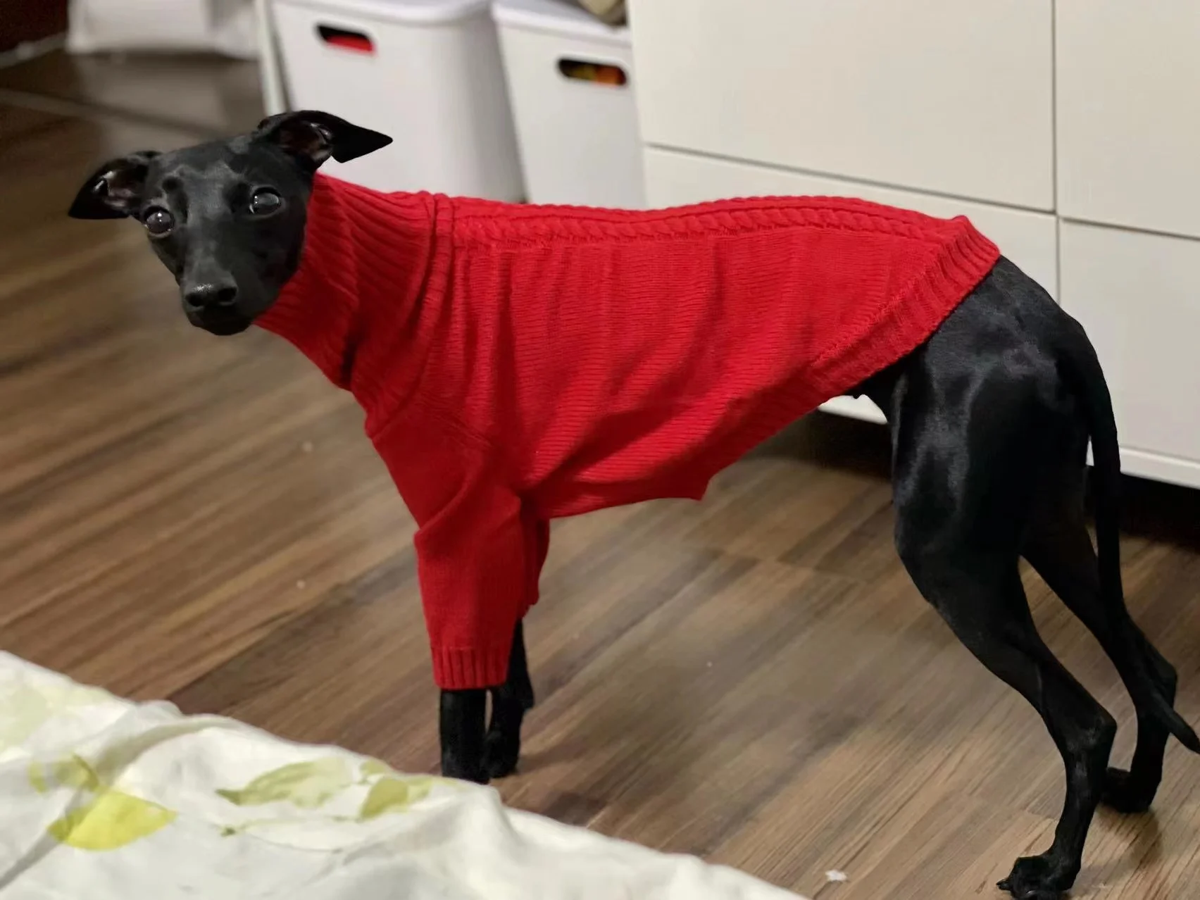 Whippet-suéter de cuello alto blanco, suave, espíritu italiano, de punto, cálido, pequeño y mediano, para invierno - imagen 3